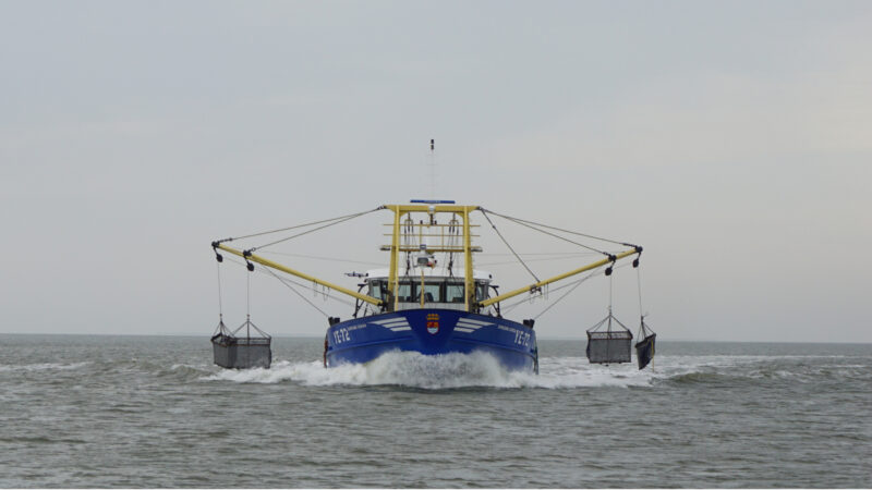 Mosselzaadvissen