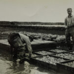 Johannes is werkzaam in de Oesterbranche