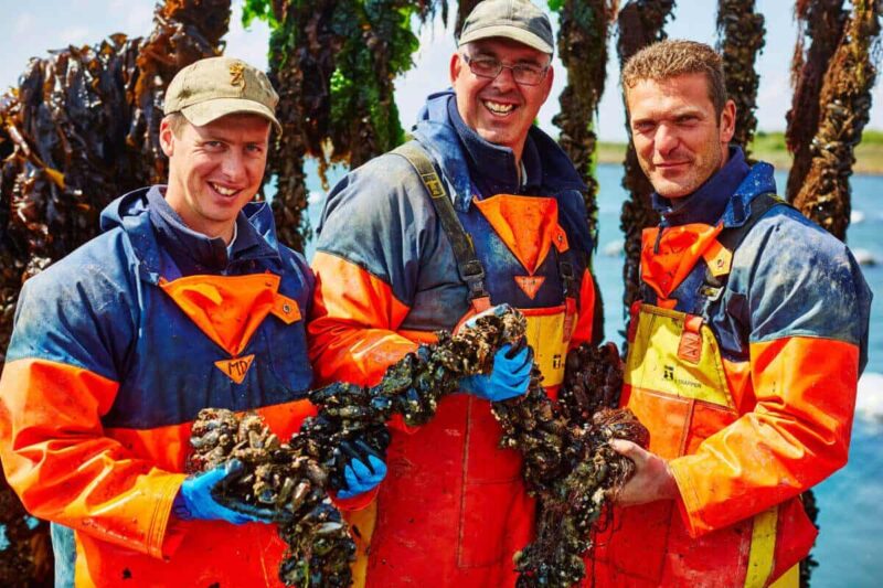 Zeeuwse hangcultuur seizoen