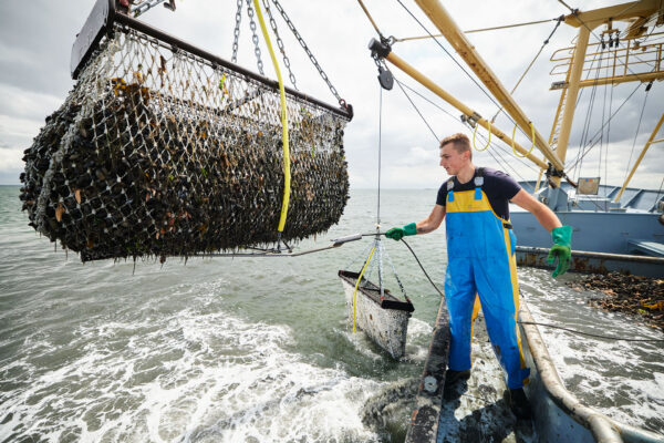 Mossel BOX Traditioneel €11,70 pp - Afbeelding 3