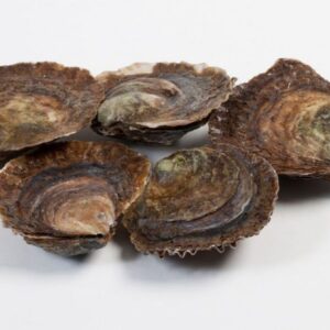 Platte Oester 4/0 12 Stuks