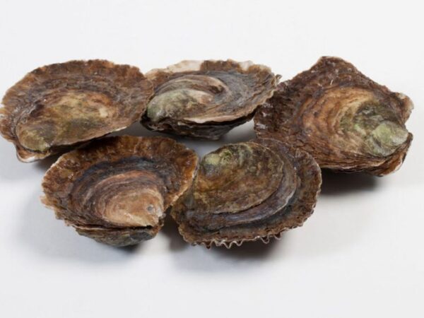 Platte Oester 4/0 12 Stuks